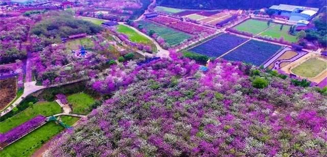 美极了!广西五彩田园“三角梅花海节”真的太美了!!