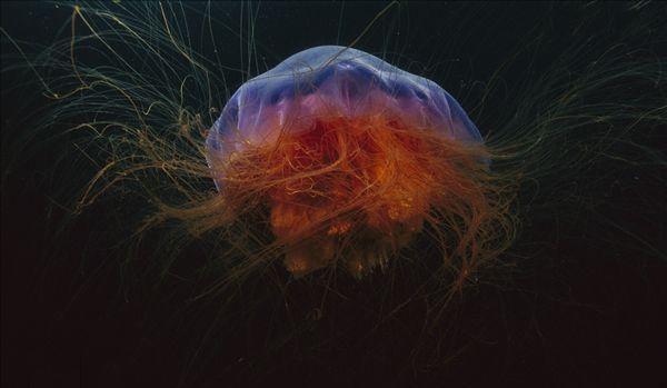 难遇见的神奇动物: 会打手枪的虾, 会笑的蜘蛛,