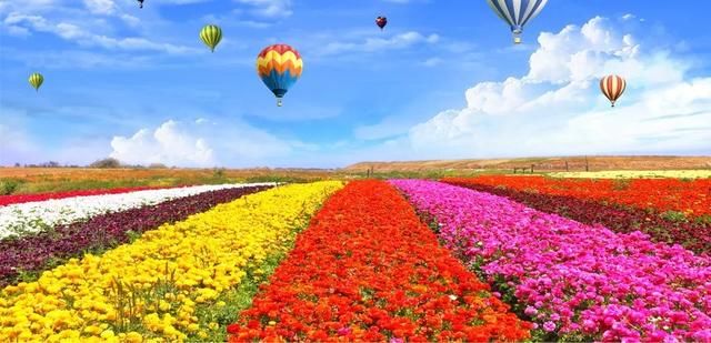 美极了!广西五彩田园“三角梅花海节”真的太美了!!