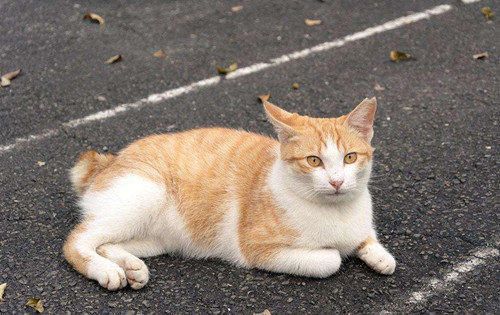 猫咪嘴巴流粘液还很臭,猫咪流口水粘稠透明