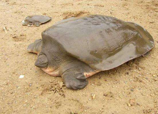 全球最珍惜十大野生动物, 中国的王八榜上有名