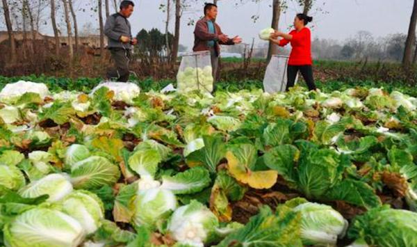 农村老话“鱼生火, 肉生痰, 萝卜白菜保平安”是什么?