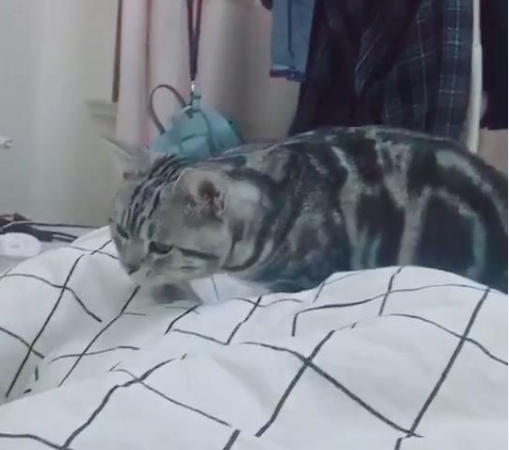 一睡醒看见猫咪卿卿我我,主人:我做错了什么?