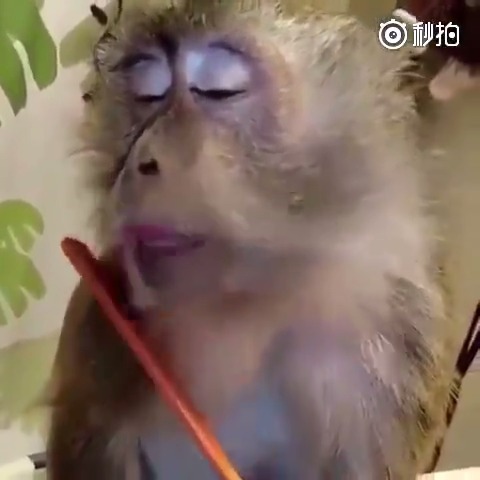 国外一小哥养了只猴子,每天都给它梳毛,看看这猴子表情,简直不要太贱