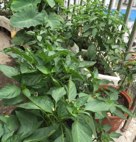 阳台种了棵辣椒结了九十多,春天收获到秋天还