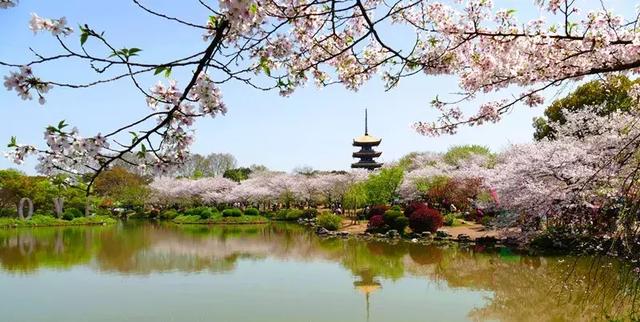 武大樱花开啦!3月进入盛花期,浪漫樱花雨分分钟美哭你