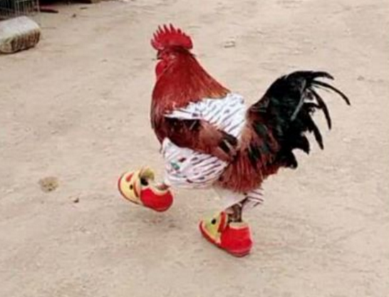 男子在家养鸡，突发奇想闹出这样的笑话，结果让鸡爆红网络