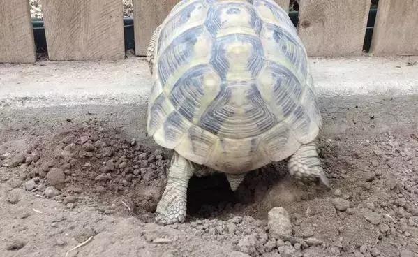 比利时赫曼陆龟的繁殖饲养环境让你一饱眼福