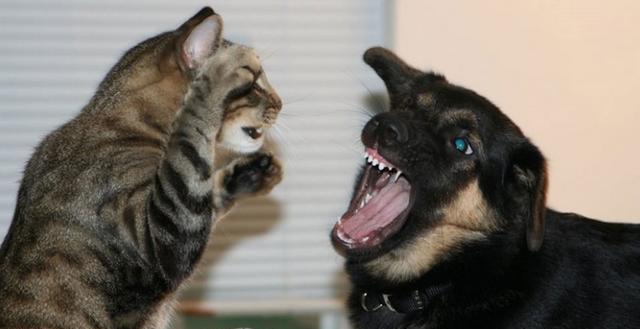 猫奴建造专属猫咪的VIP通道,让主子不必成天跟汪汪打架啦!