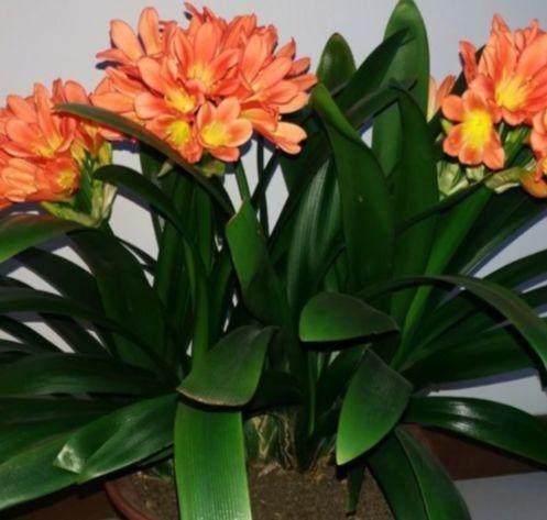 花卉什么时间换盆最好?其中大有讲究,换对了花