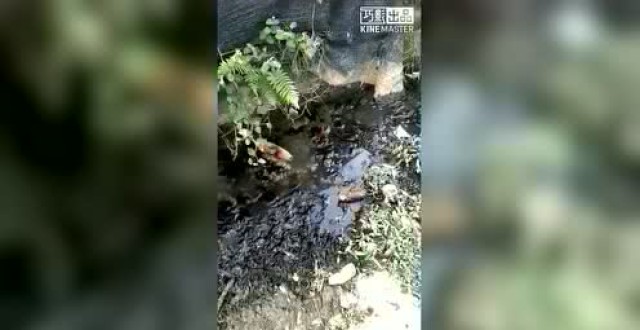 化州官桥镇一猪场污水横流,臭气熏天,村民就像