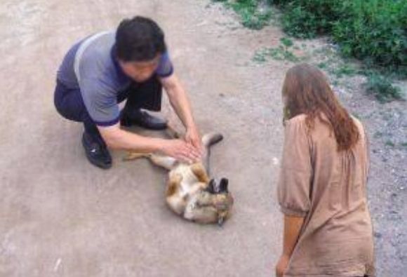 农村土狗咬伤孩子,爸爸愤怒将其打死!检查结果