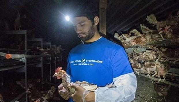 外国动物保护者称中国人吃鸡太残忍, 在华尔街