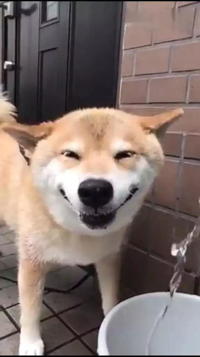一只喝水的柴犬,被它迷人的笑容给电到了!