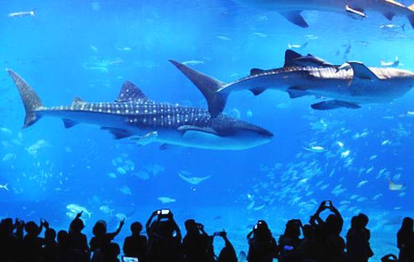 8月去哪里避暑?这些旅行地推荐给你寻一个清