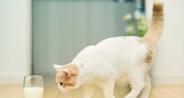 小猫老是睡觉 3b5f-hfkffai9920454.png