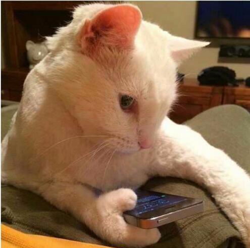 搞笑图:可爱的小猫咪,玩手机够认真啊,你会玩汤姆猫吗