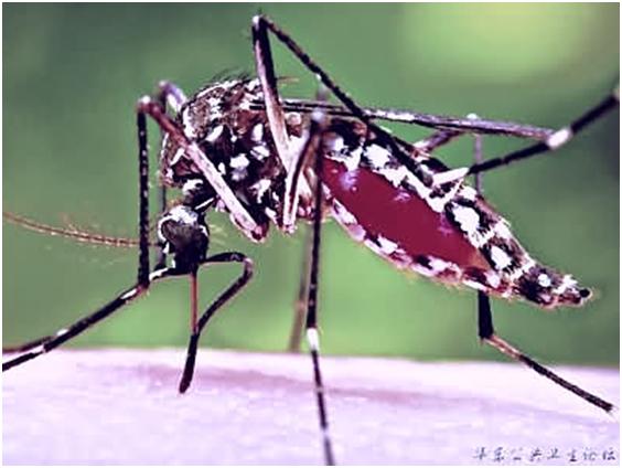 让你家蚊子都跑光，4个最快速灭蚊方法
