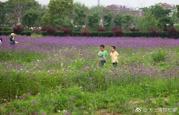 上海崇明三万亩花海明年正式亮相 项目将达30