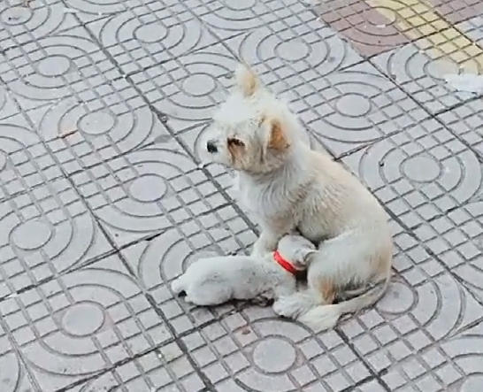 流浪狗当众哺乳小奶猫,大爷讲出原因后,网友感动的当场哭了起来