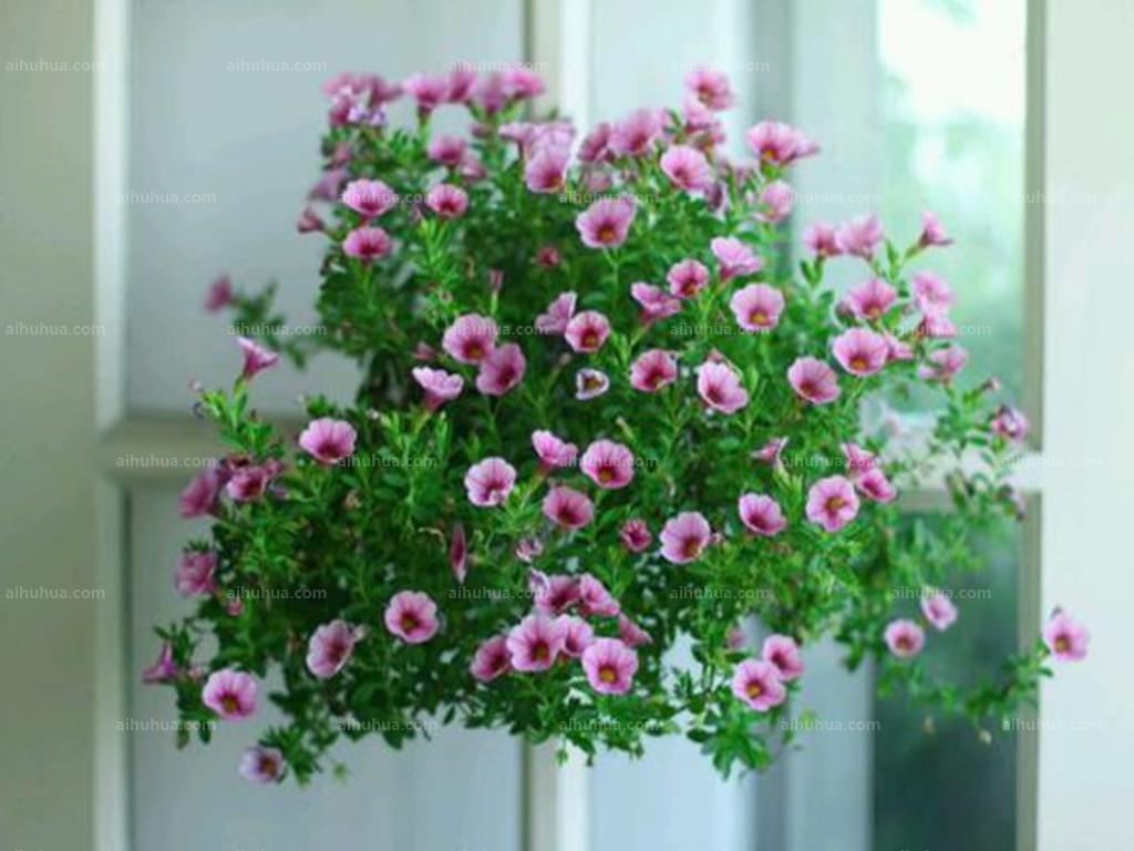 让百万小铃爆盆的秘诀，你还不知道吗?