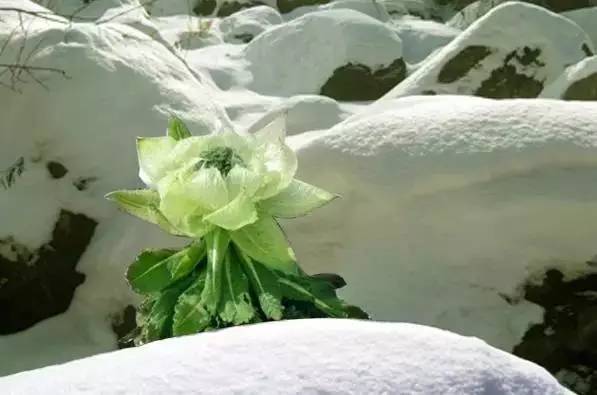 新疆天山雪莲开花五年一次终于见到了