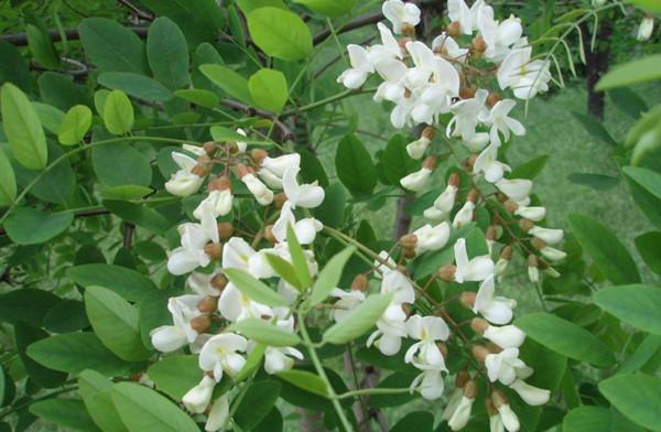 农村几种常见的蜜源植物,蜜中之王"桂花蜜"竟不是采自于桂花