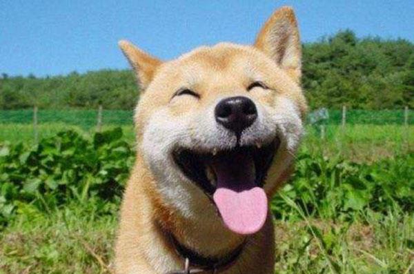 男子发女友最喜欢的狗狗表情包逗乐她, 女生看完后却默默抹了眼泪