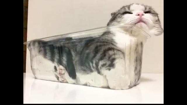 你家的猫是“液体猫”还是“长条猫” 网友:我家的是“大饼猫”