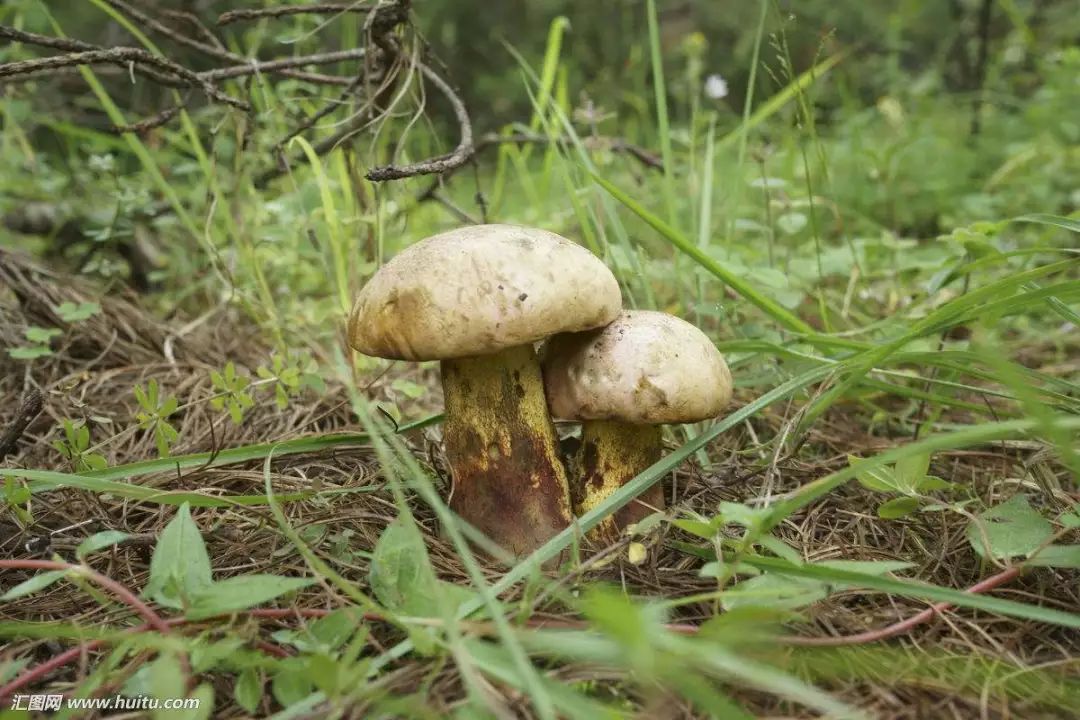 为了看小人人,这种菌每到鲜菌季上市就卖爆了|云南|白葱菌|牛肝菌