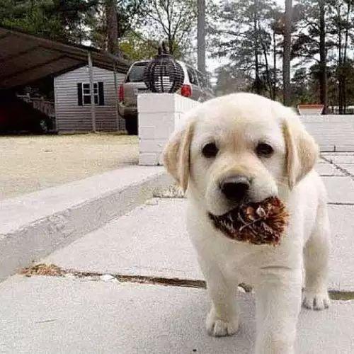 最温顺狗狗排名,你家小主上榜了吗