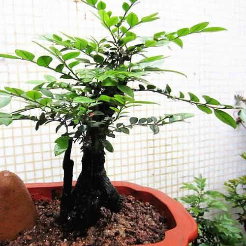 家里种树瞎种,记得不栽鬼拍手!招财镇宅的6种