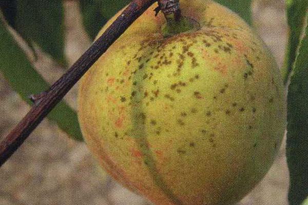 桃子长雀斑影响颜值,吃了还会不适,怎样防治