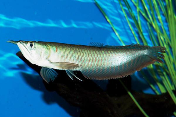 耐养的银龙鱼,为什么养不活?