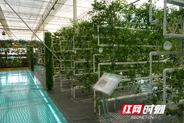 培育农业新质生产力 赋能乡村产业振兴