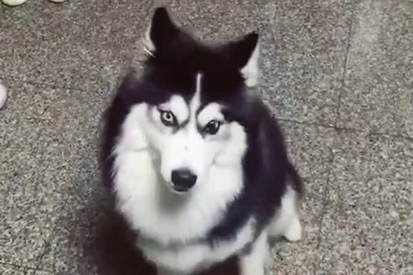 抖音又一极品二哈爆红,智商再创新低,网友:猪都