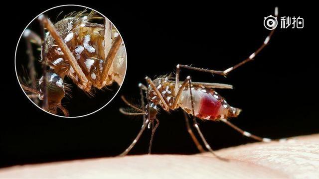 蚊子最怕它，60秒让家里所有蚊子死光光，别再花钱买蚊香了