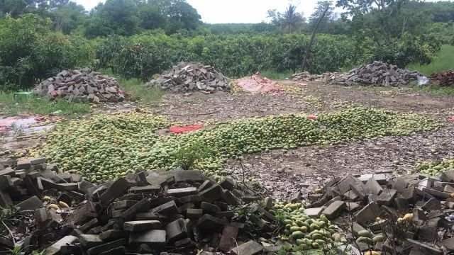 最后5天!数万亩海南芒果滞销,不要再让果农血