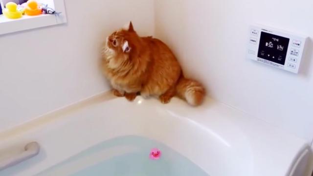 好奇心太重的猫咪，小不小心就掉进了浴缸里！