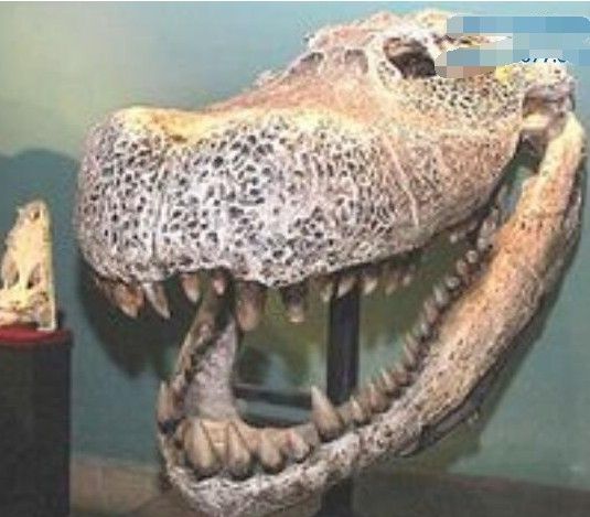 史前“巨鳄”普鲁斯鳄,已被证实是恐龙天敌