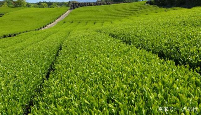 世界十大茶叶生产国 世界十大茶产地排行榜