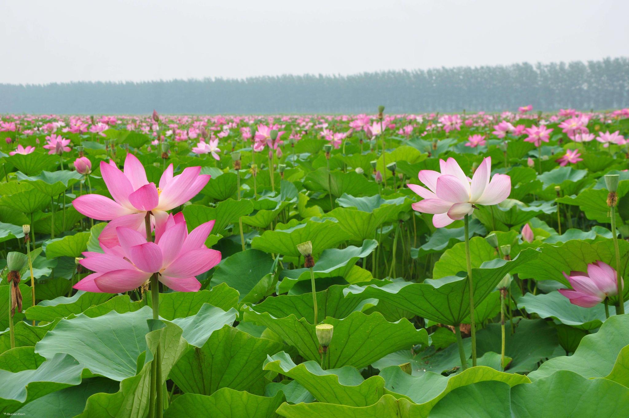 读睡精选古诗词 一湖春水荡红荷,绿柳柔情吻碧波