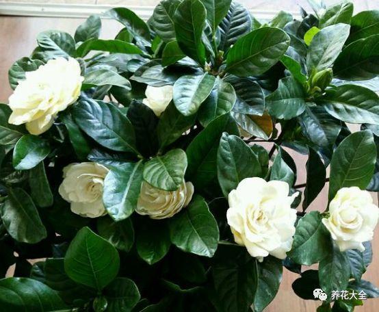 栀子花只长叶不开花?那就学着这么养,开花开到