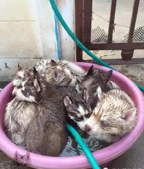 这么热的天气,二哈是怎么活过来的?