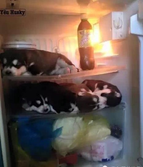 这么热的天气,二哈是怎么活过来的?