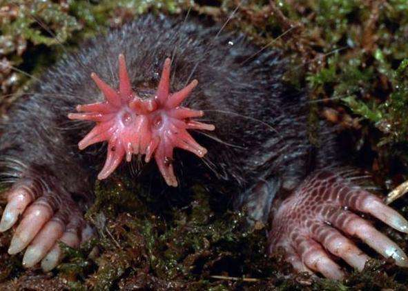 全球最珍惜十大野生动物, 中国的王八榜上有名