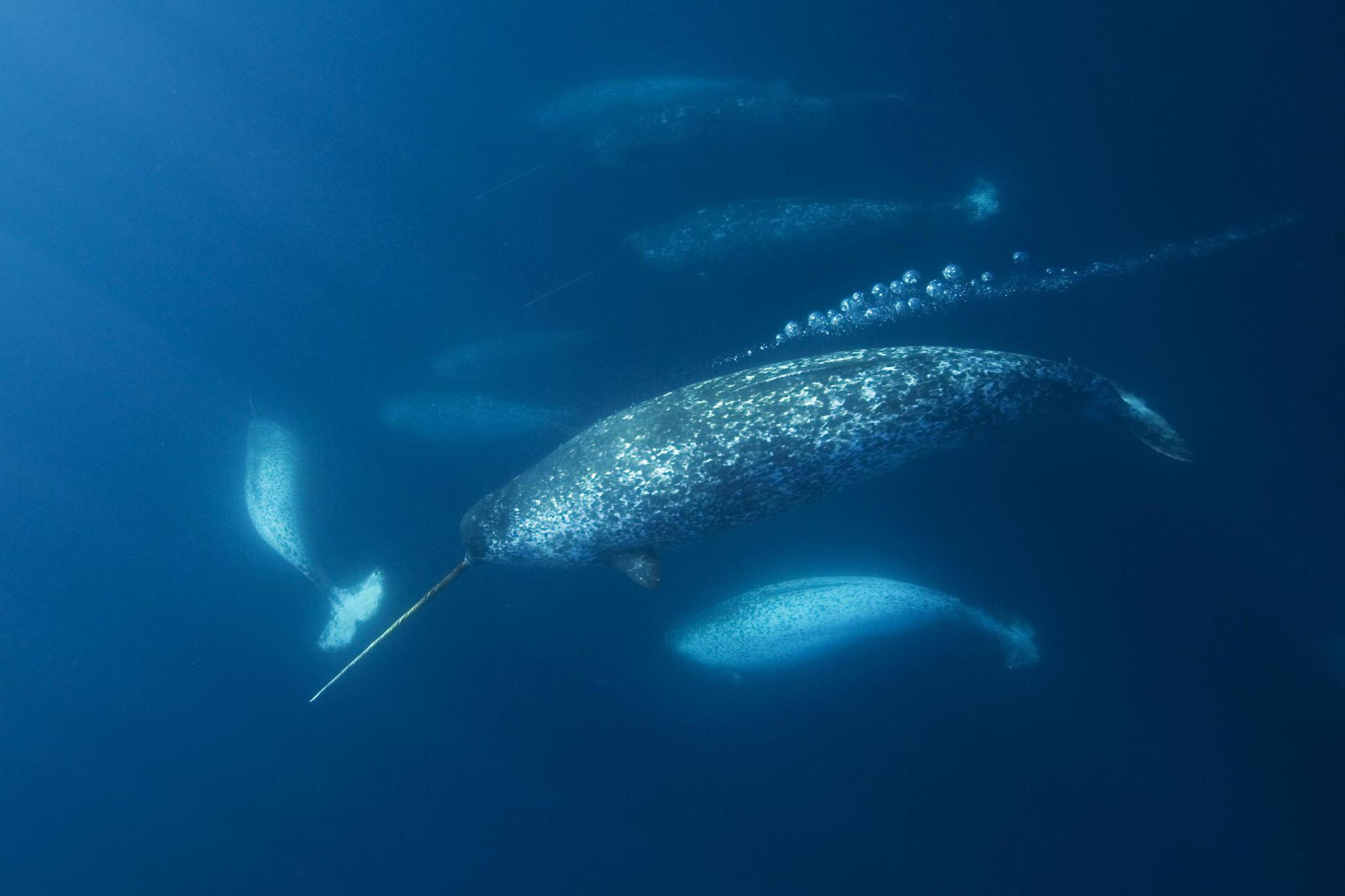 文化随行-国家海洋博物馆冷知识科普之一角鲸