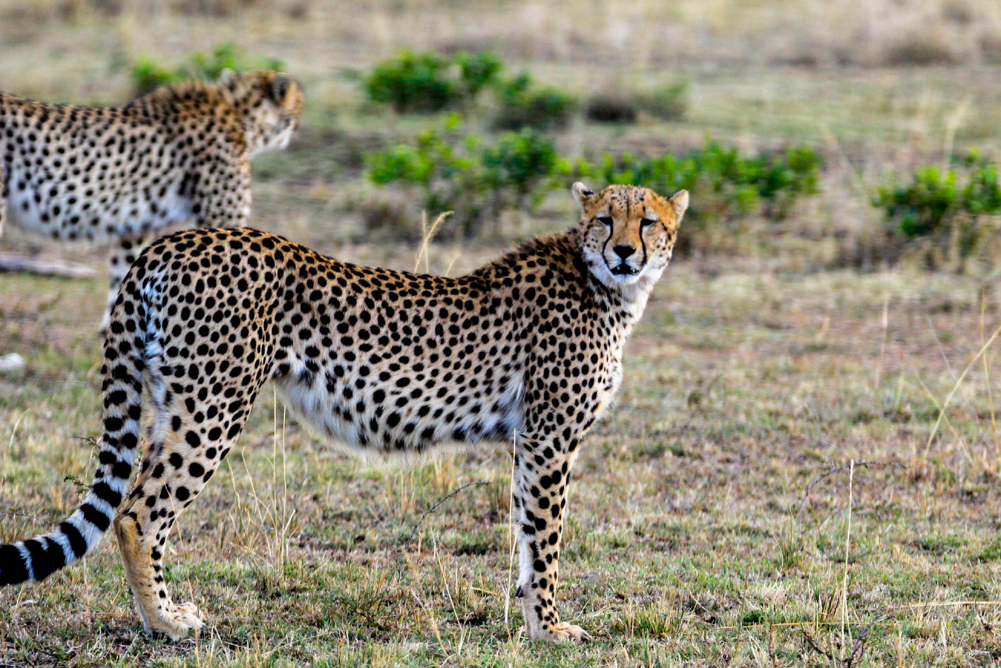 猎豹 捕食者 野生动物 - Pixabay上的免费照片 - Pixabay