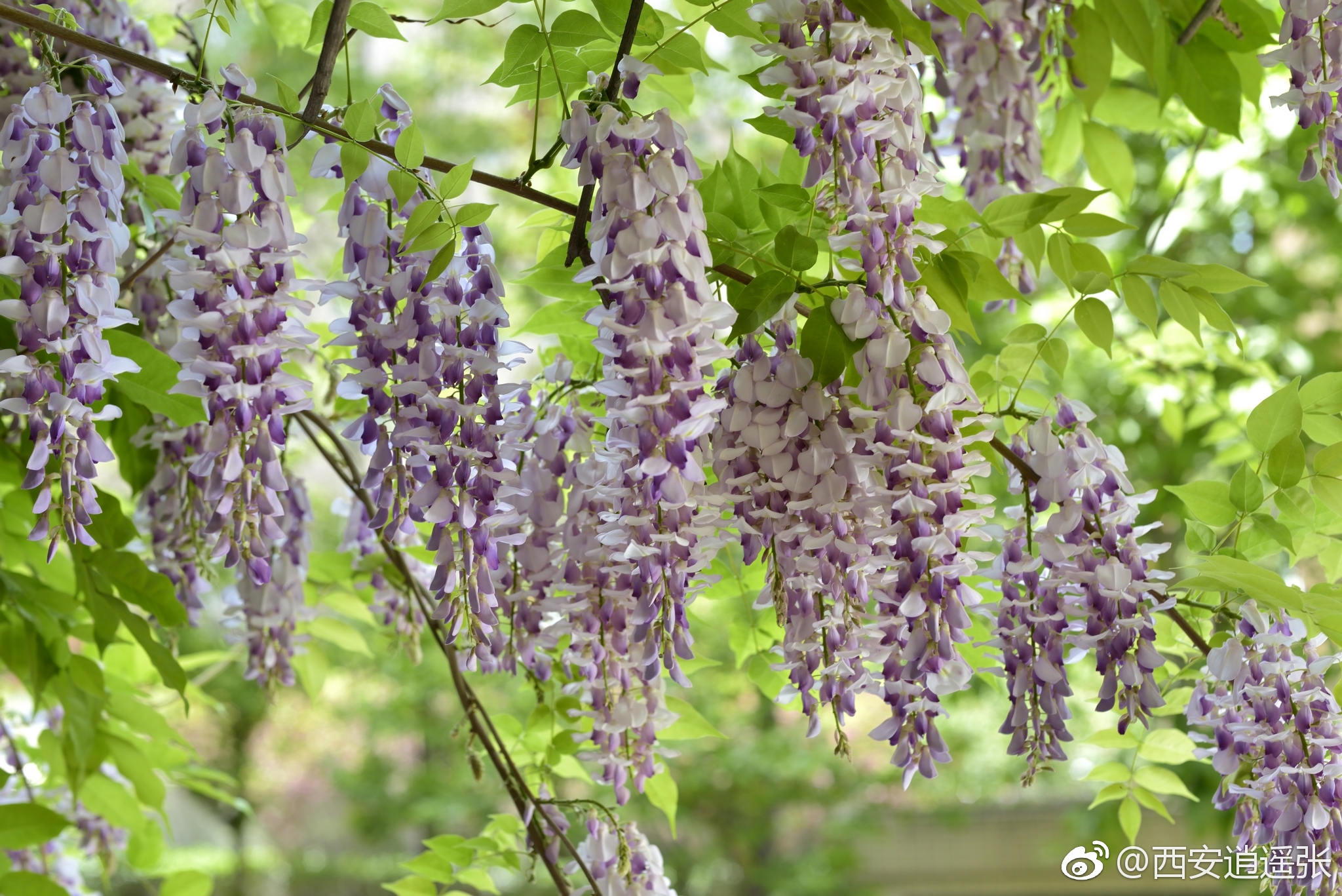 紫藤,豆科紫藤属.老舍先生有诗云"四座风香春几许