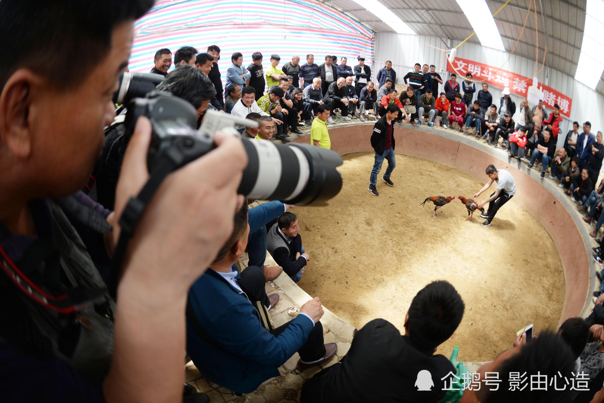 贵州一乡镇举行女子“抓鸡比赛”，拍摄者：完整项目包括选黄豆、挑扁担、抓鸡、插秧_村民_参赛者